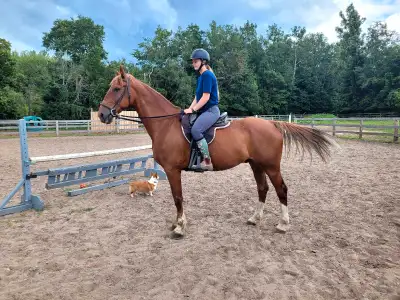 SOLD Henry is a dutch harness cross, he is an ex amish horse..looking for an easier life style... lo...