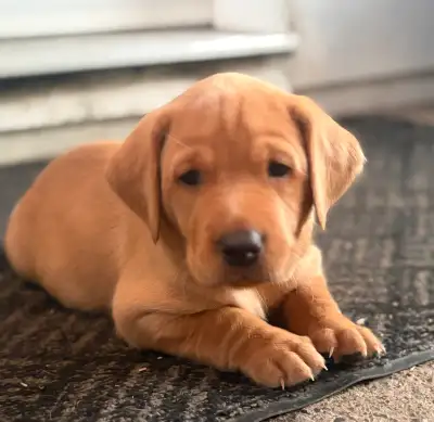 Chiots Labrador pure race, View more