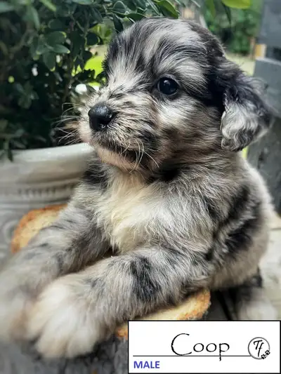 TOLLERDOODLE PUPPIES - 2 left, View more