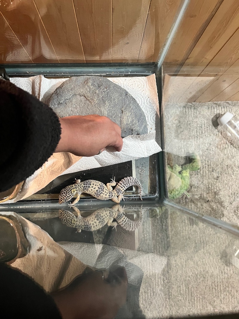 Adult leopard Gecko, all included. Reptiles & Amphibians for Rehoming Winnipeg Kijiji