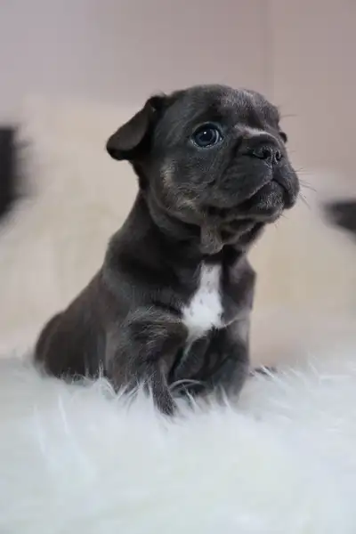 French Bulldog Puppies | Ready Soon | Pre-Booking Open, View more