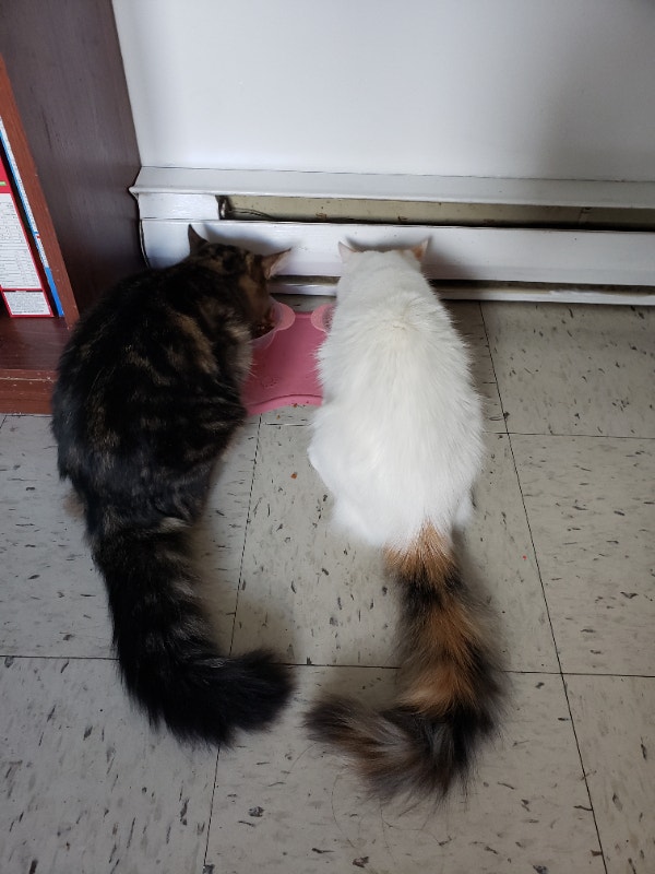 Two female cats Cats & Kittens for Rehoming Gander Kijiji