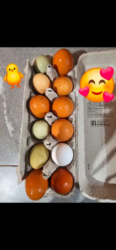 Bonjour, nous avons des douzaines consommable au coût de 5$ et nous avons des douzaines fécondés de...