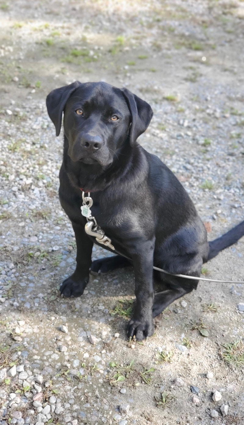 Beautiful lab puppy Dogs & Puppies for Rehoming North Bay Kijiji