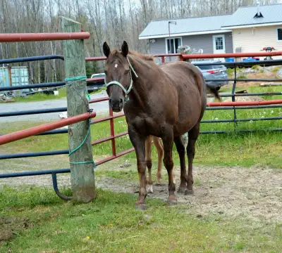 ~ Mare ~ Born February 3, 2012. She is registered with the Appaloosa Horse Club (ApHC). Her register...