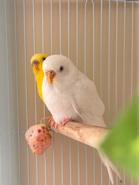 Pair ofParakeets for rehoming