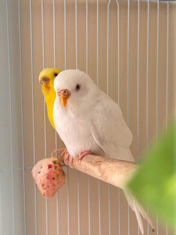 Pair ofParakeets for rehoming in Birds for Rehoming in Burnaby/New Westminster