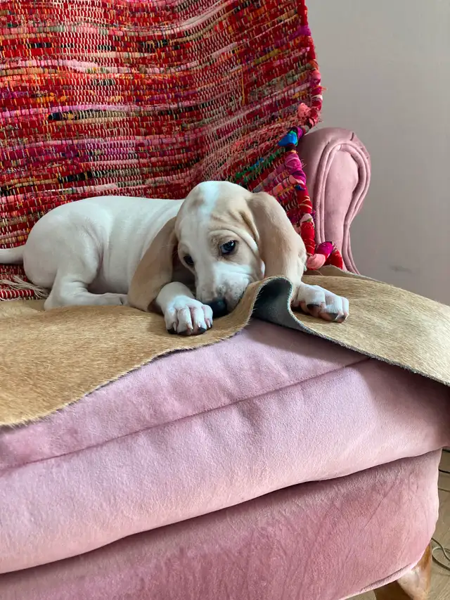 Rare opportunity. in Dogs & Puppies for Rehoming in City of Toronto - Image 7