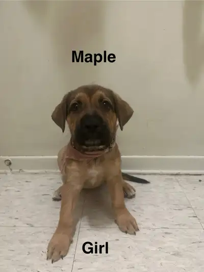 Rottie-Boxer/mix puppies, View more