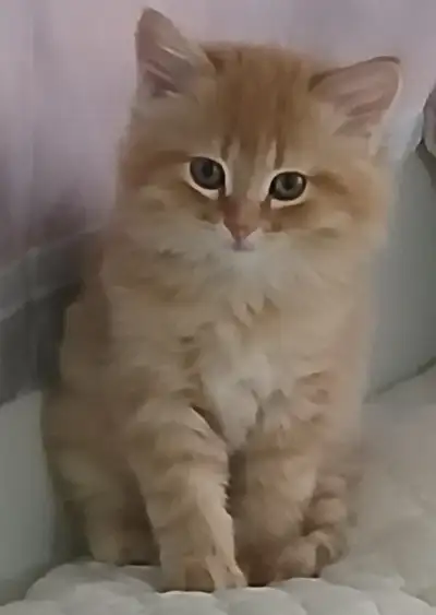 MAGNIFIQUE CHATON PERSAN CROISÉ, MÂLE DE 3 MOIS 1/2., View more