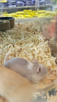 baby hamsters Kawartha Lakes Peterborough Area Preview