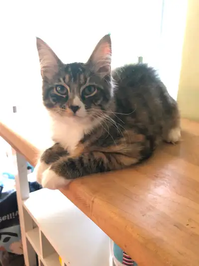 Bonjour, il nous reste une petite femelle Maine coon tricolore. Elle est super affectueuse autant av...