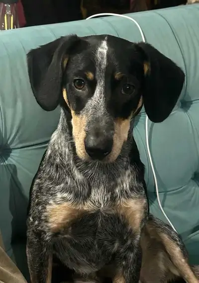 Blue Heeler/Beagle Puppy, View more
