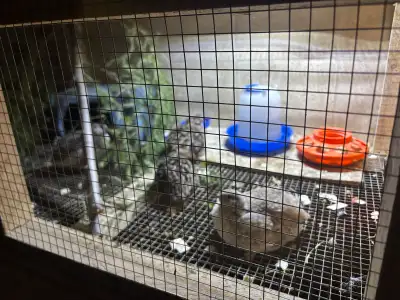 looking for Quail, chicks or hatching eggs, View more