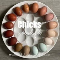 CHICKS AVAILABLE!