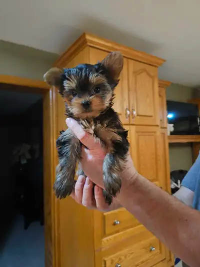 puppies for sale, View more