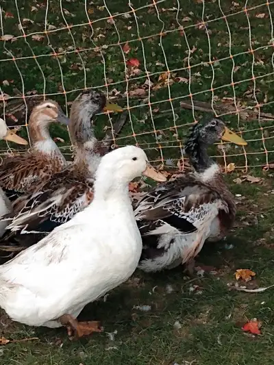 Peaceful Haven Homestead is pleased to hatch pure Pekin day old ducklings. Duckling will be availabl...