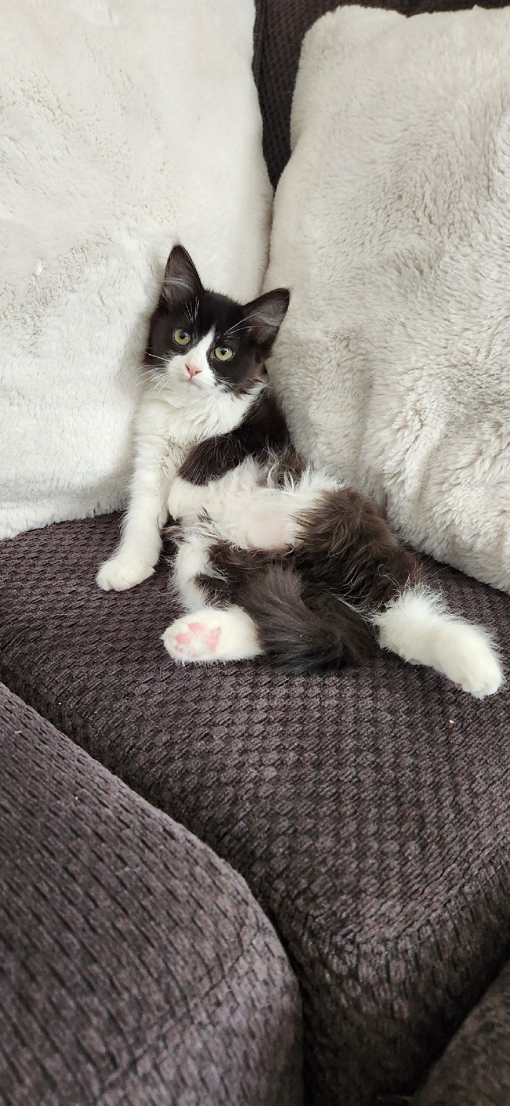 Non standard Munchkin Kitten Cats & Kittens for Rehoming Lethbridge