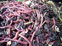 Vermicompost - vers red wiggler