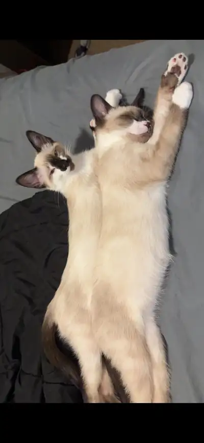 10 month old cats, View more