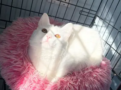 She is a very gentle and quiet girl, very good temper, easy get along well with kids, other cats and...