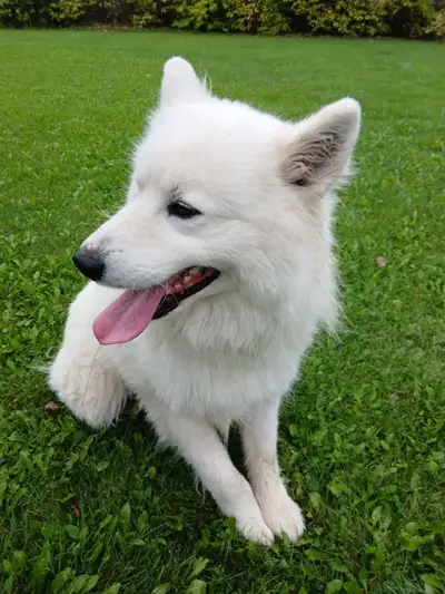dogs for sale, View more