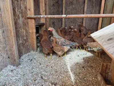 Rhodebar pullets, View more