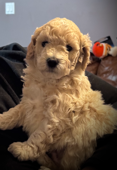 Miniature Poodle Puppies CKC Registered, View more
