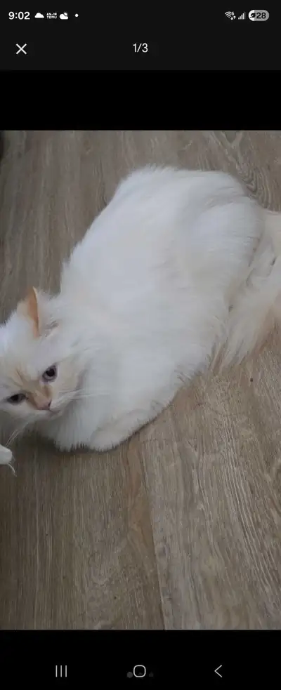 2 white himalayan cats, View more