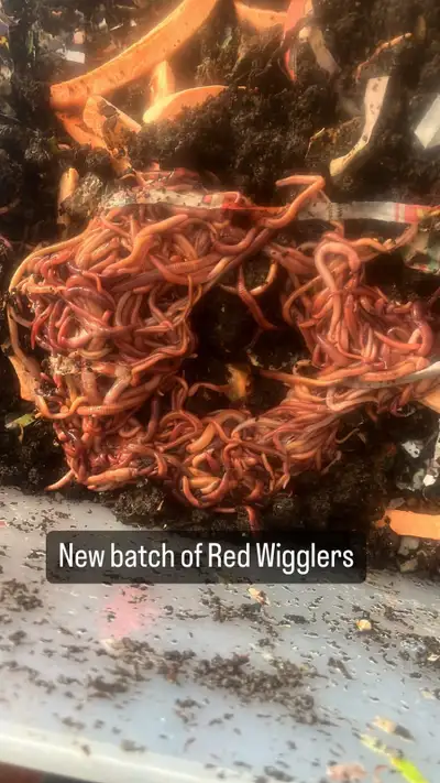 Red wigglers, View more