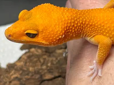 I have a few males and one female available. $160 to $200 ea.