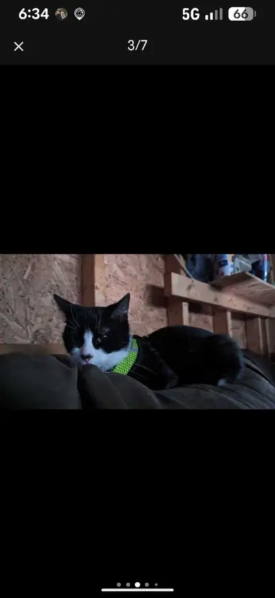 sweet cuddly female cat , View more