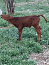 SOLD PPU - Bull calf