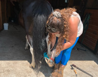 Hoof Trimming Clinic in Two Rivers, B.C.  - July 18-21, 2024
