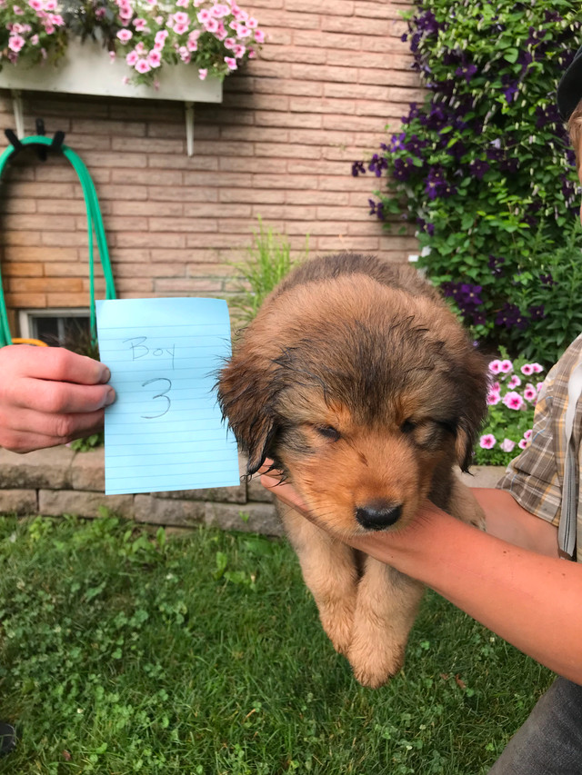 Bernese Mountain Puppies Cross in Dogs & Puppies for Rehoming in Kitchener / Waterloo - Image 4