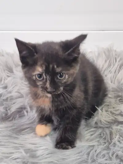 -Hypo- Siberian Tortie kittens, View more
