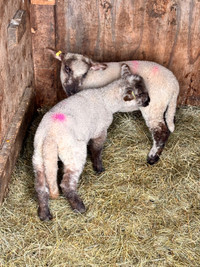 Feeder lambs 