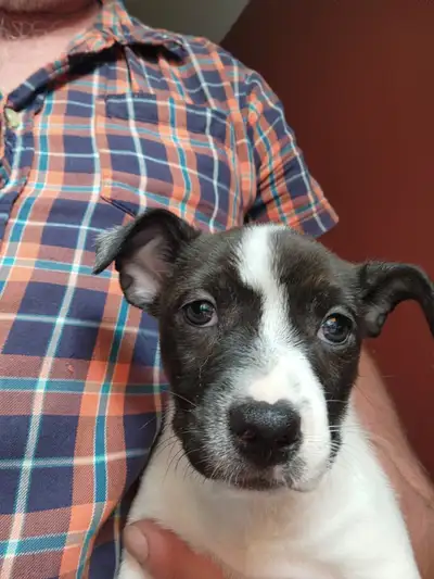 BoJack puppies, View more