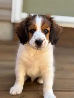 Rare Nederlandse Kooikerhondje Puppy Available, View more