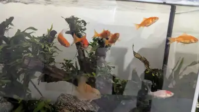 comet golf fish, View more