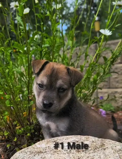Rare Find! Adorable puppies ready to bring home on July 13th!, View more