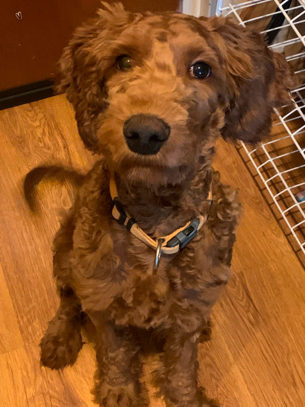 Golden doodle in Dogs & Puppies for Rehoming in Leamington