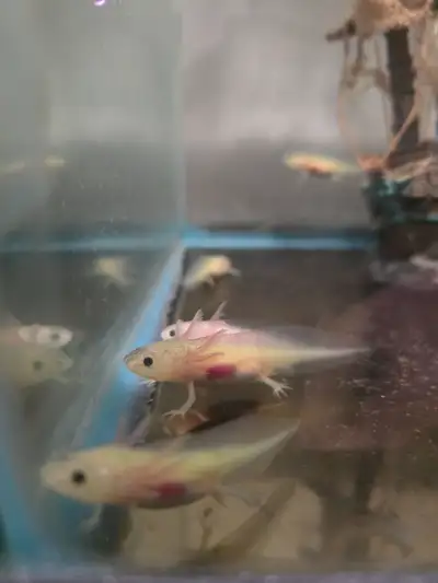 Axolotl for sale, View more