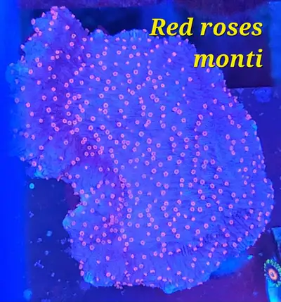Red roses montipora - saltwater coral frag , View more