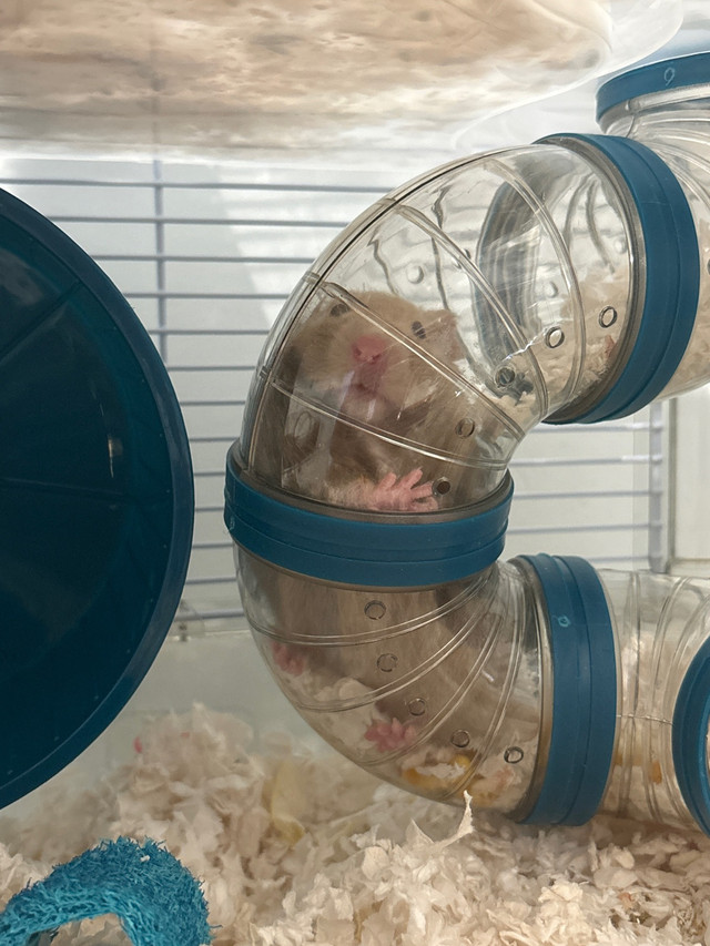 Syrian Hamster (everything included)  dans Petits animaux à adopter  à Ville de Montréal