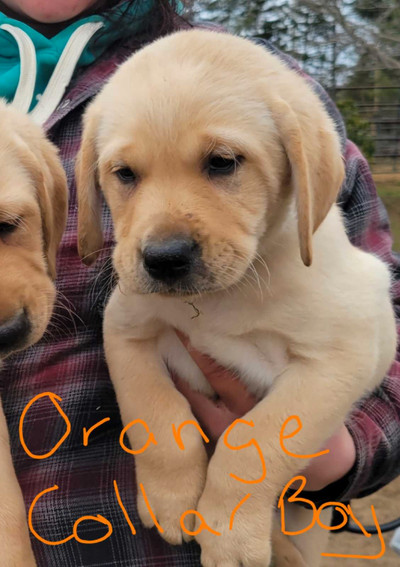 BEAUTIFUL MALE YELLOW LAB PUPPIES FOR SALE 