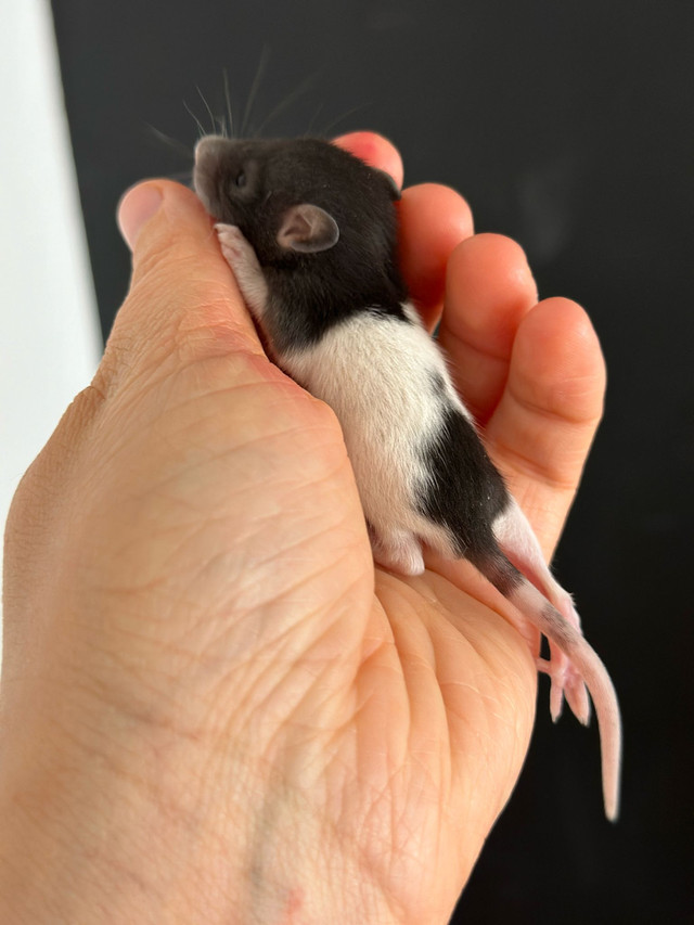 bébés rats dans Petits animaux à adopter  à Ville de Montréal