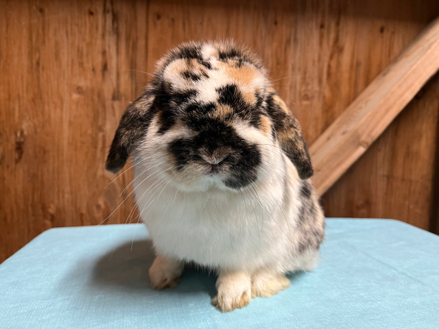 Purebred Holland Lops in Small Animals for Rehoming in Kawartha Lakes - Image 2