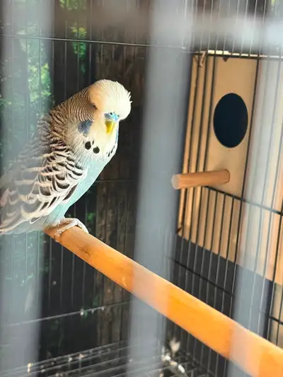 English Budgies for sale, View more