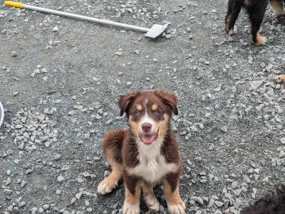 Bouvier Bernois X Husky(Prêt a partir ce weekend), View more